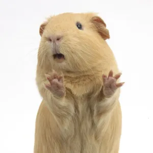 Yellow Guinea pig standing up and squeaking, against white background