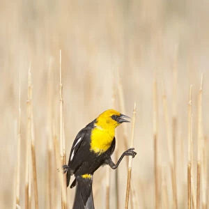 Yellow-headed Blackbird (Xanthocephalus xanthocephalus) male perched by clinging between
