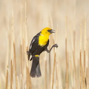 Yellow-headed Blackbird (Xanthocephalus xanthocephalus) male perched by clinging between Yellow-headed Blackbird (Xanthocephalus xanthocephalus) male perched by clinging between