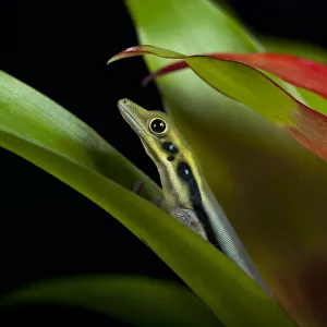 Yellow Headed Day Gecko (Phelsuma klemmeri) between leaves captive from Madagascar