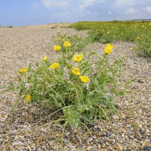 Yellow horned poppy (Glaucium flavum) growing on shingle beach, Norfolk, UK, August