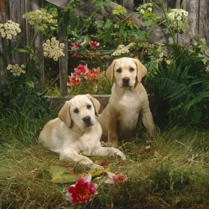 Two Yellow Labrador puppies with fence, flowers and waterlillies, 10 weeks old Two Yellow Labrador puppies with fence, flowers and waterlillies, 10 weeks old