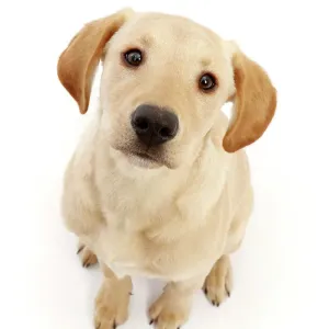 Puppy de Labrador amarillo, con 4 meses de edad, sentado y mirando hacia arriba, retrato. Puppy de Labrador amarillo, con 4 meses de edad, sentado y mirando hacia arriba, retrato.