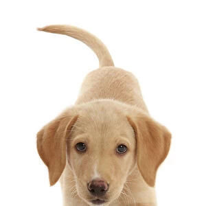 Yellow Labrador puppy, playful posture portrait