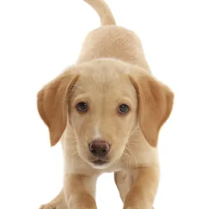 Yellow Labrador puppy, playful posture portrait Yellow Labrador puppy, playful posture portrait