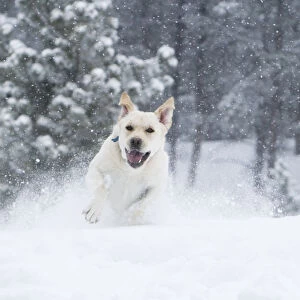 Yellow Labrador Retreiver (Canis familiaris) running in snow. Boulder, Colorado
