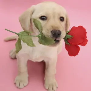 Yellow Labrador Retriever bitch puppy, 10 weeks, holding a red rose and looking up Yellow Labrador Retriever bitch puppy, 10 weeks, holding a red rose and looking up