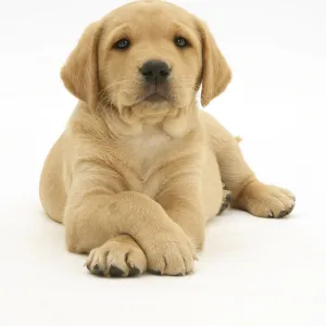 Yellow Labrador Retriever pup, 8 weeks, lying with paws crossed