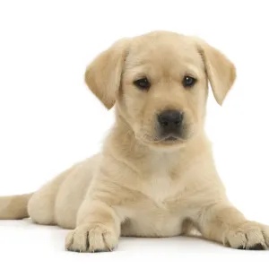 Yellow Labrador Retriever puppy, age 9 weeks, lying with head up Yellow Labrador Retriever puppy, age 9 weeks, lying with head up