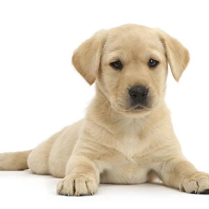 Yellow Labrador Retriever puppy, age 9 weeks, lying with head up