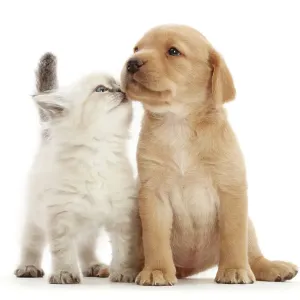 Puppy de Labrador retriever amarillo y gatito cruzado con Ragdoll lado a lado, tocando las narices, retrato. Puppy de Labrador retriever amarillo y gatito cruzado con Ragdoll lado a lado, tocando las narices, retrato.