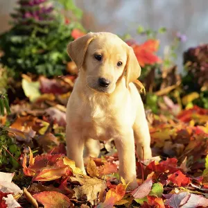 November Yellow Labrador retriever puppy print on autumn leaves November Yellow Labrador retriever puppy print on autumn leaves