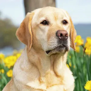 Yellow Labrador Retriever Print, Head Portrait with Daffodils Yellow Labrador Retriever Print, Head Portrait with Daffodils