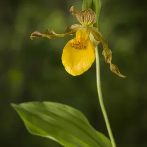 L'orchidée à sabots jaunes (Cypripedium parviflorum) Nouveau-Brunswick, Canada, juin. L'orchidée à sabots jaunes (Cypripedium parviflorum) Nouveau-Brunswick, Canada, juin.
