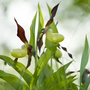 Yellow ladys slipper orchid (Cypripidium calceolus Yellow ladys slipper orchid (Cypripidium calceolus