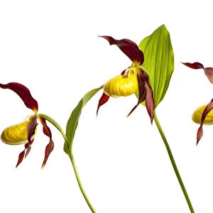 Three Yellow lady?s slipper orchids (Cypripedium calceolus) in flower, Queyras Natural Park