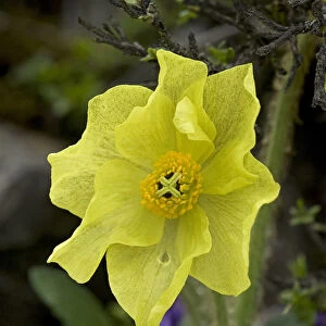 Yellow lampshade poppy / Yellow poppywort (Meconopsis integrifolia) after rainfall
