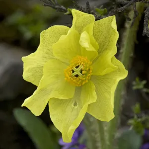 Yellow lampshade poppy / Yellow poppywort (Meconopsis integrifolia) after rainfall