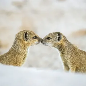 Yellow mongoose (Cynictis penicillata), two pups nose to nose. Kalahari Gemsbok National Park, Kgalagadi Transfrontier National Park, Northern Cape, South Africa Yellow mongoose (Cynictis penicillata), two pups nose to nose. Kalahari Gemsbok National Park, Kgalagadi Transfrontier National Park, Northern Cape, South Africa