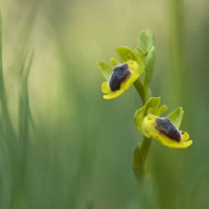 Yellow ophrys orchid (Ophrys lutea) in flower, Gargano National Park, Gargano Peninsula