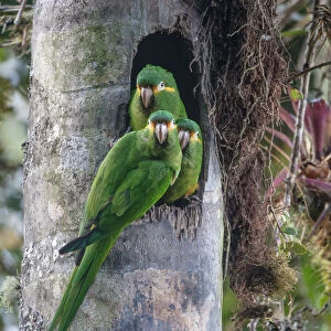 Yellow-plumed parakeets (Leptosittaca branickii) at nest cavity in wax palm stump
