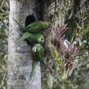 Yellow-plumed parakeets (Leptosittaca branickii) at nest cavity in wax palm stump Yellow-plumed parakeets (Leptosittaca branickii) at nest cavity in wax palm stump
