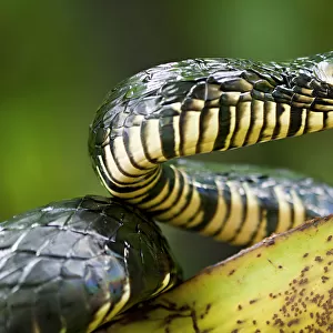 Yellow rat snake (Spilotes pullatus) portrait, Otongachi, Santo Domingo de los Tsachilas