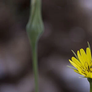 Yellow salsify (Tragopogon dubius) flower, Lake Skadar National Park, Montenegro