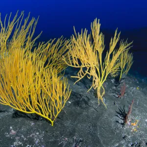 Yellow seafan (Leptogorgia viminalis) La Gomera, Canary Islands