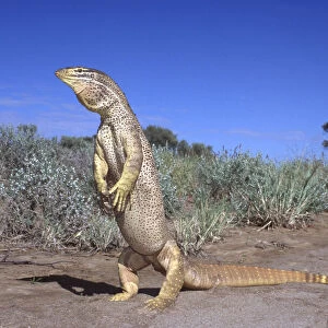 Yellow spotted monitor standing threat display {Varanus panoptes panoptes} Queensland