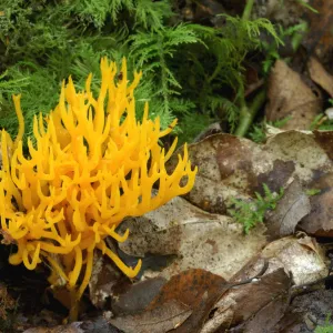 Yellow stagshorn fungus {Calocera viscosa} Annagarriff Wood Peatlands, Co. Armagh