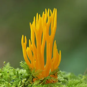 Yellow stagshorn fungus (Calocera viscosa) Tollymore Forest, County Down, Northern Ireland