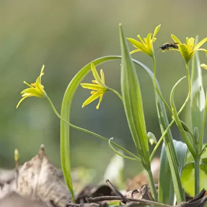 Yellow star of Bethlehem (Gagea lutea) in woodlands of th Schonbrunn Palace in Vienna