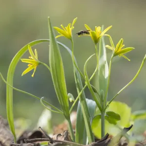 Yellow star of Bethlehem print, Schonbrunn Palace woodland scene Yellow star of Bethlehem print, Schonbrunn Palace woodland scene