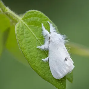 Yellow-tail moth print on a leaf, Northern Ireland Yellow-tail moth print on a leaf, Northern Ireland