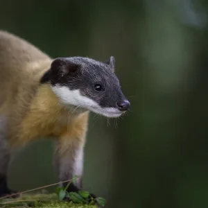 Yellow-throated marten (Martes flavigula) foraging, Taiwan