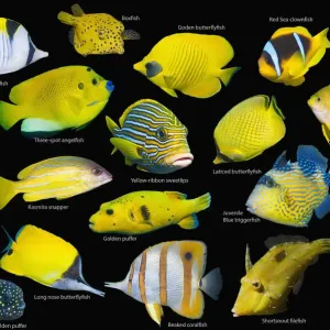 Yellow tropical reef fish composite print on black background Yellow tropical reef fish composite print on black background