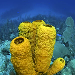 Yellow tube sponge (Aplysina fistularis) on a coral reef, East End, Grand Cayman
