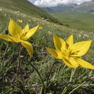 Yellow Tulip Print, Grande, Sibillini Mountains Yellow Tulip Print, Grande, Sibillini Mountains