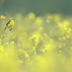 Yellow wagtail (Motacilla flava) perched among flowering Rapeseed (Brassica napus), Scotland, UK. May Yellow wagtail (Motacilla flava) perched among flowering Rapeseed (Brassica napus), Scotland, UK. May