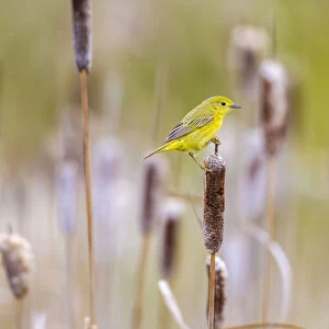 Yellow warbler (Dendroica petechia) collecting nesting material from Bulrush cattail