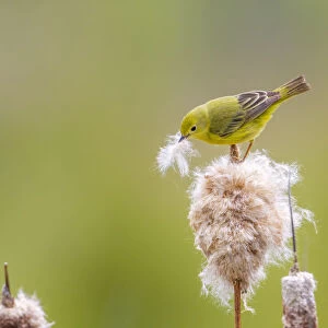 Yellow warbler (Dendroica petechia) collecting nesting material from Bulrush cattail