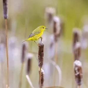 Yellow warbler (Dendroica petechia) collecting nesting material from Bulrush cattail Yellow warbler (Dendroica petechia) collecting nesting material from Bulrush cattail