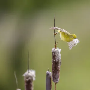 Cincia giacobina (Dendroica petechia) che raccoglie materiale per il nido dalle canne palustri. Cincia giacobina (Dendroica petechia) che raccoglie materiale per il nido dalle canne palustri.