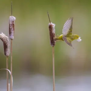 Yellow warbler (Dendroica petechia) collecting nesting material from Bulrush cattail Yellow warbler (Dendroica petechia) collecting nesting material from Bulrush cattail