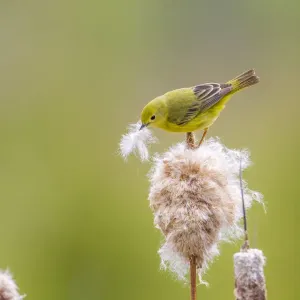 Yellow warbler (Dendroica petechia) collecting nesting material from Bulrush cattail Yellow warbler (Dendroica petechia) collecting nesting material from Bulrush cattail