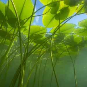 Yellow water-lily Print, underwater scene