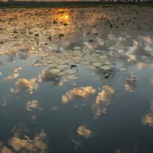 Yellow Waters with Water Lilies (Nymphaeacae) at sunset, South Alligator River, Kakadu