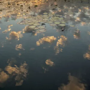 Yellow Waters with Water Lilies (Nymphaeacae) at sunset, South Alligator River, Kakadu