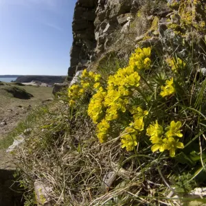 Yellow Whitlow Grass Print at Pennard Castle, South Wales Yellow Whitlow Grass Print at Pennard Castle, South Wales